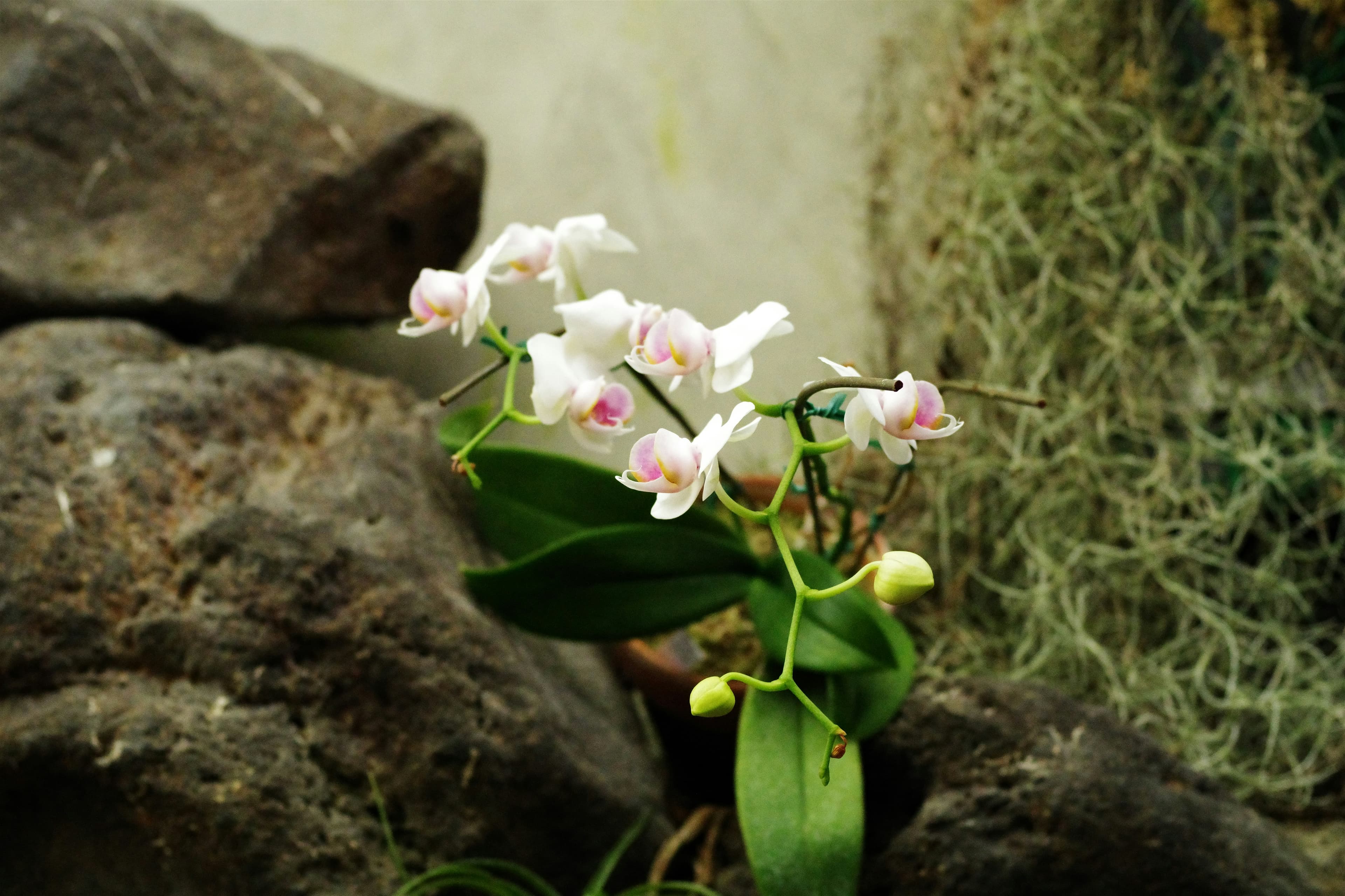 Détail de pierres chaudes et orchidée